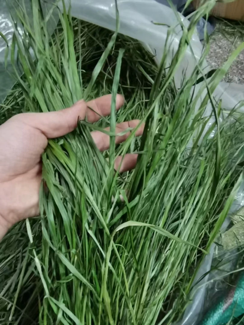 2024年5A级烘干无穗提摩西干草兔子龙猫北提头茬约1000克今年新草