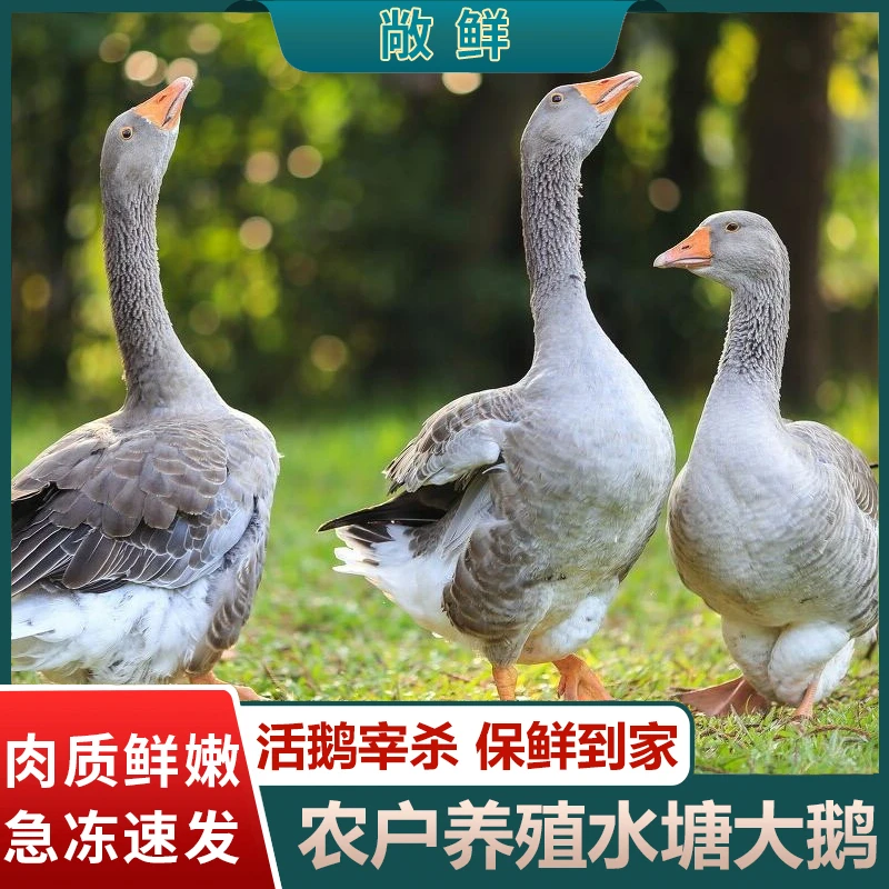 【九儿】散养大灰鹅仔鹅现宰现发净重5斤左右含心肝胗 顺丰