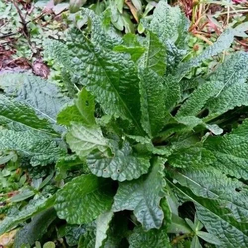 沂蒙山非种植现挖鲜品蛤蟆草荔枝草雪见草顺丰包邮