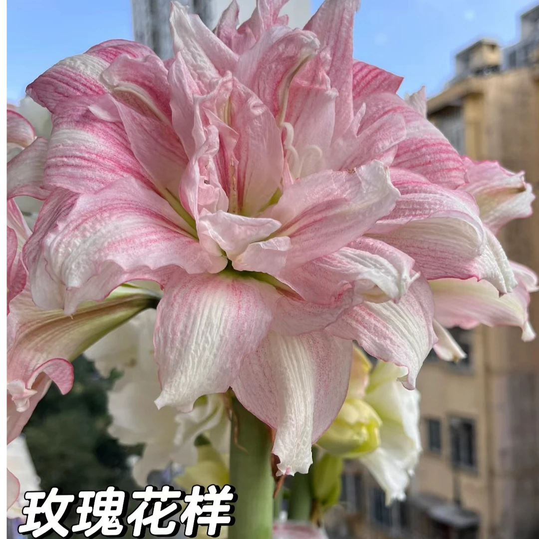 【玫瑰花样】南非进口朱顶红种球四季养护简单耐热阳台懒人花卉植物