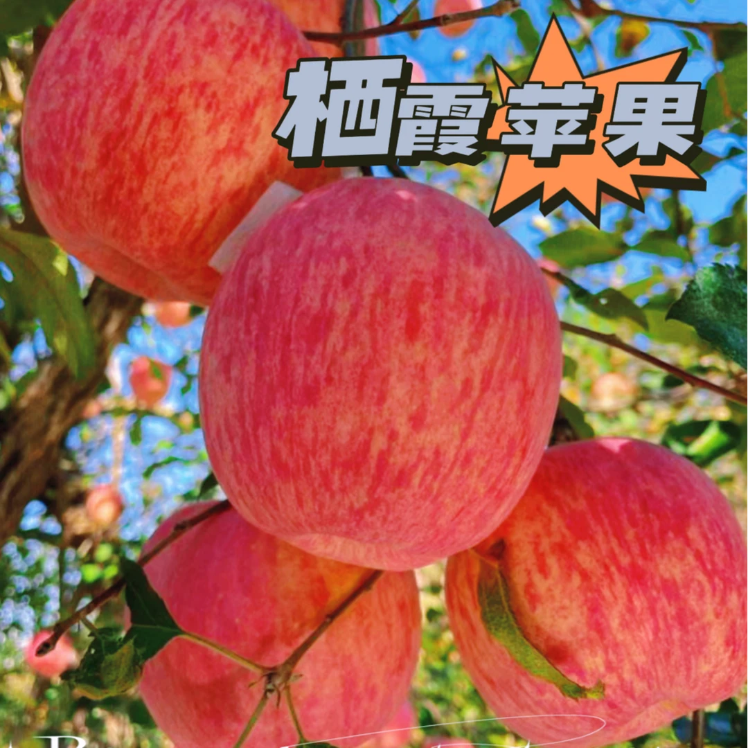 正宗栖霞条纹红富士霜降后采摘自家果园产地直发甜脆多汁栖霞苹果