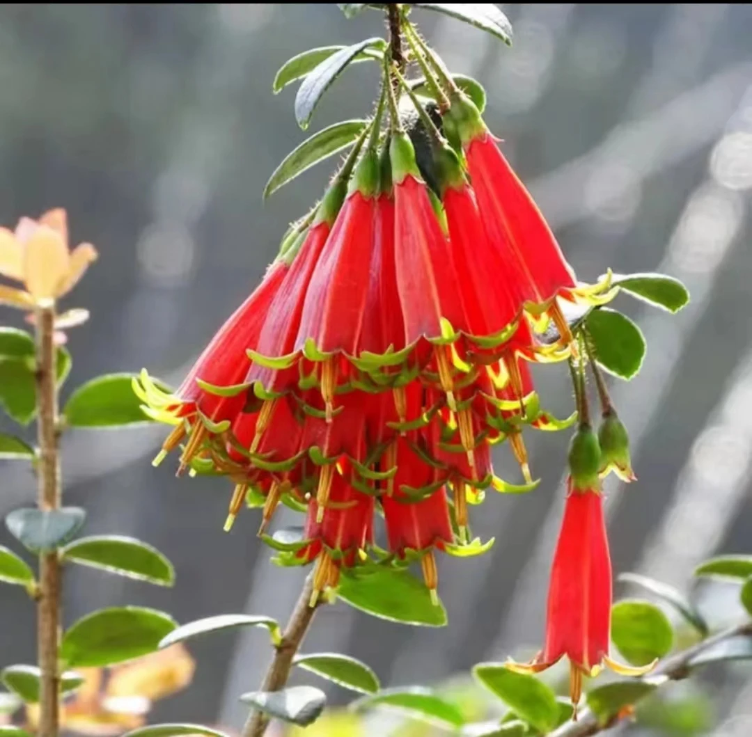 千菲花卉 三号链接 网红树萝卜 四季常青不落叶