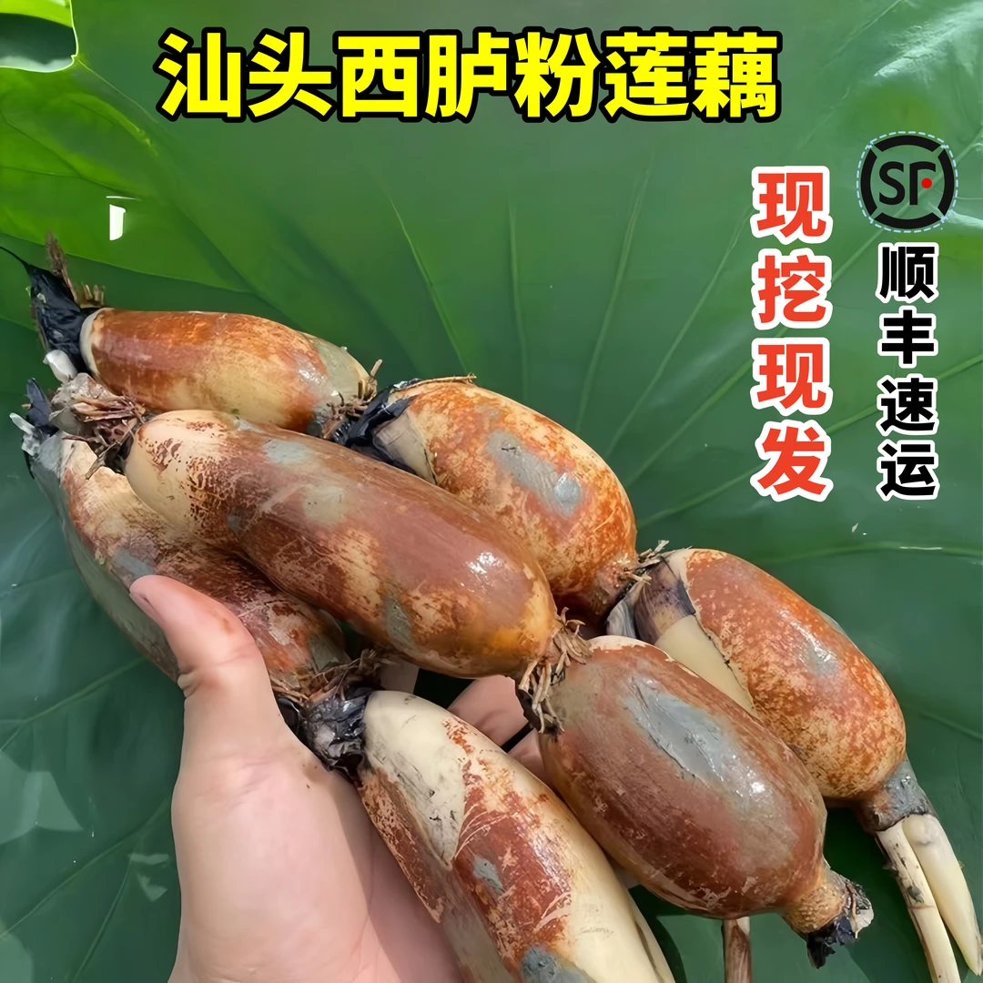 乡里阿蓉【西胪莲藕】新花咸水莲藕嫩粉食糯香现挖带泥现发顺丰