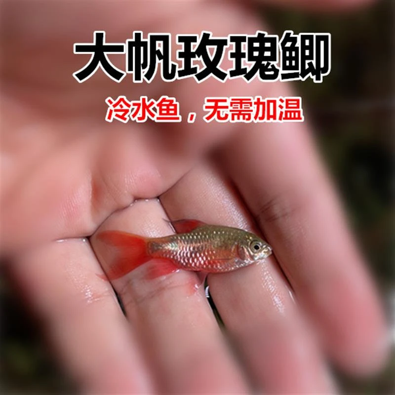大帆玫瑰鲫小型观赏鱼原生冷水鱼草缸好养耐活淡水鱼新手