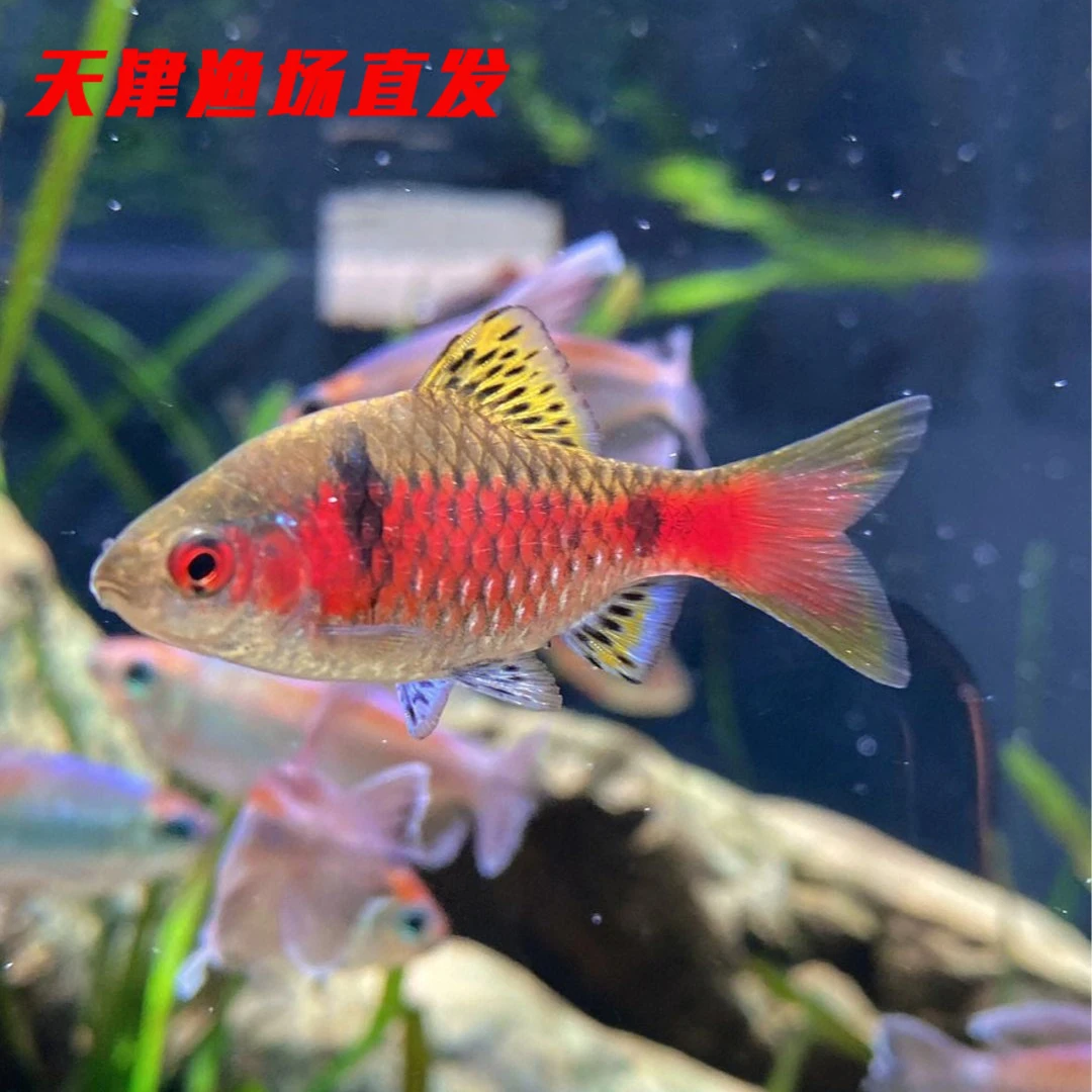 钻石彩虹鲫冷水鱼热带鱼淡水耐寒观赏鱼不加温皮实新手鱼观赏鱼