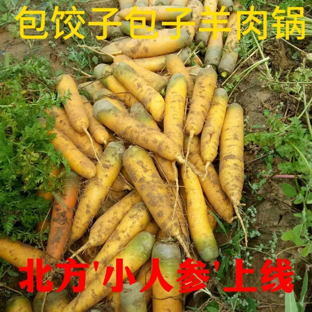 山西黄胡萝卜新鲜蔬菜黄萝卜黄心萝卜手抓饭产地直发非红皮萝卜