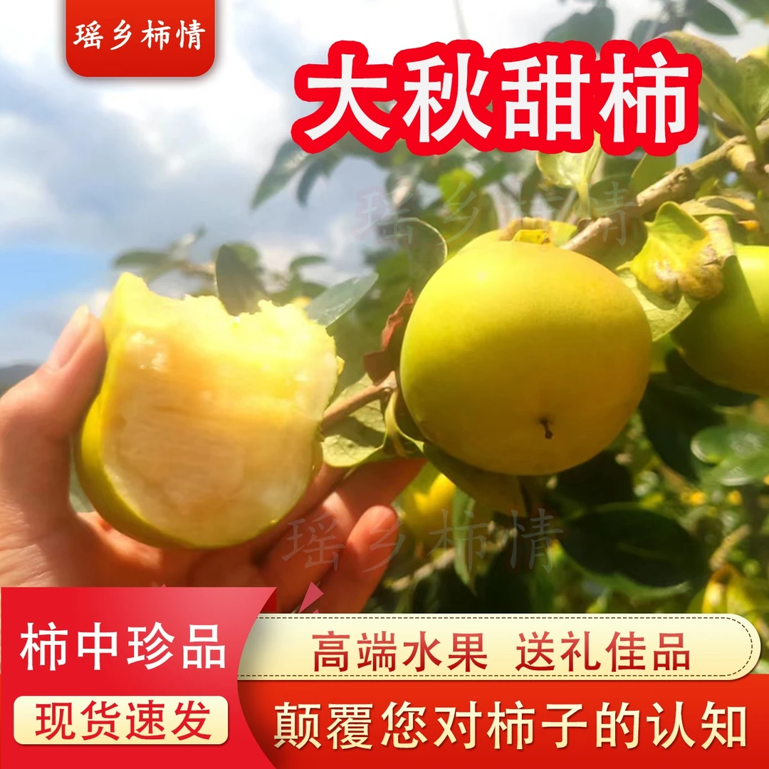 【薇薇专属】大秋甜柿太秋甜柿子广西脆柿子应季高端水果甜脆礼盒装