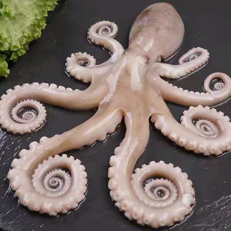 野生网红长腿爆头八爪鱼 2/4斤 冷冻发货