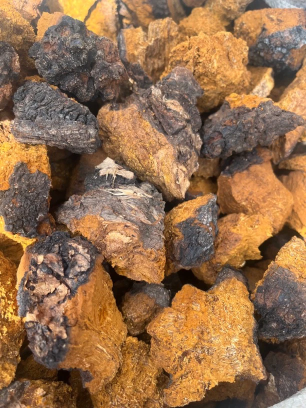 深山桦树茸（500克精品小块）