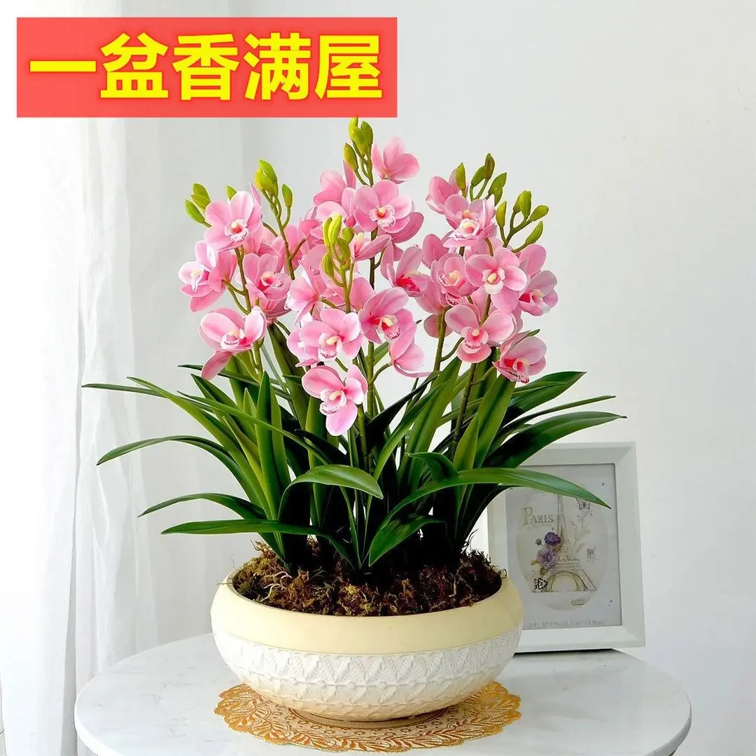 浓香型新品球根兰花四季开花耐寒耐热室内外阳台种植办公桌好养