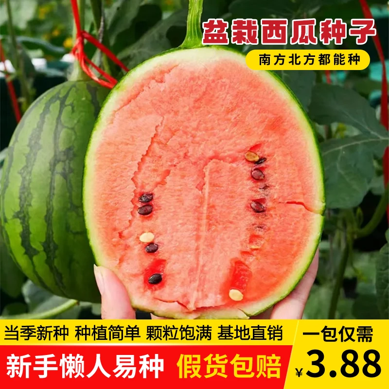 3.88到手1包【冰糖盆栽小西瓜】种子盆栽西瓜四季阳台可种小院香甜