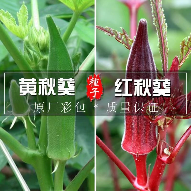 【水果秋葵种子】四季阳台可种小院蔬菜夏季春季