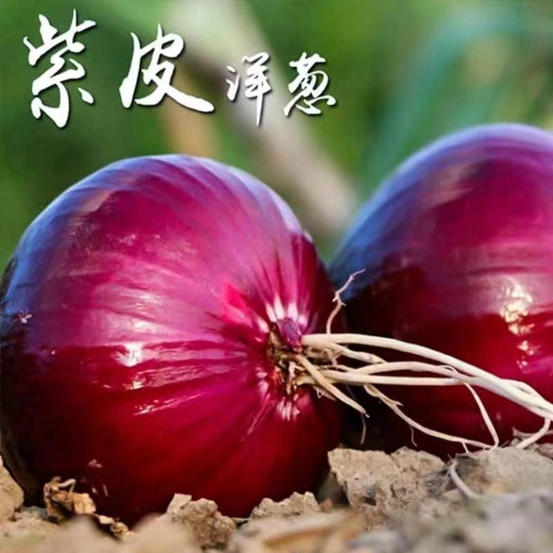 【红皮洋葱种子】四季种植优质蔬菜种籽抗热耐寒