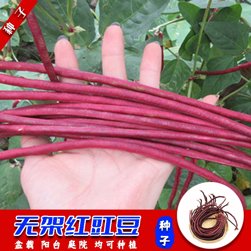 （拍2发3）无架红豇豆种子四季阳台庭院盆栽入口清爽拌可涮可炒