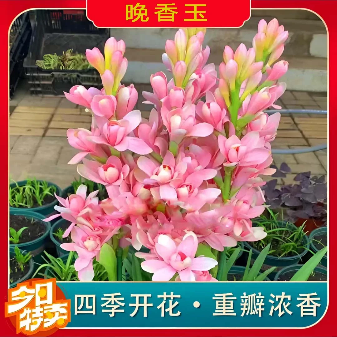 【晚香玉种球】四季开花多年生盆栽花卉阳台庭院大球