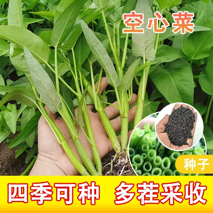(拍2发3)【空心菜种子】四季阳台可种植盆栽泡沫箱脆嫩可口蔬菜