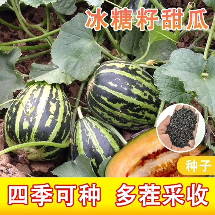 3.88一包【冰糖籽甜瓜】甜掉牙种子四季阳台可种小院香甜可口