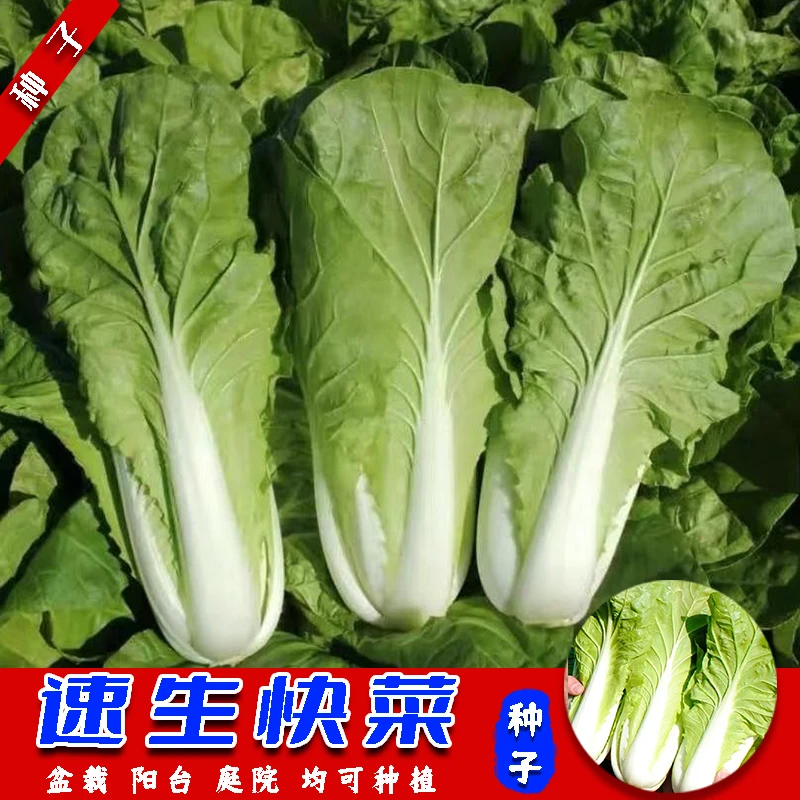 （拍2发3）快菜种子耐热耐寒易成活阳台盆栽院子均可种植营养精选