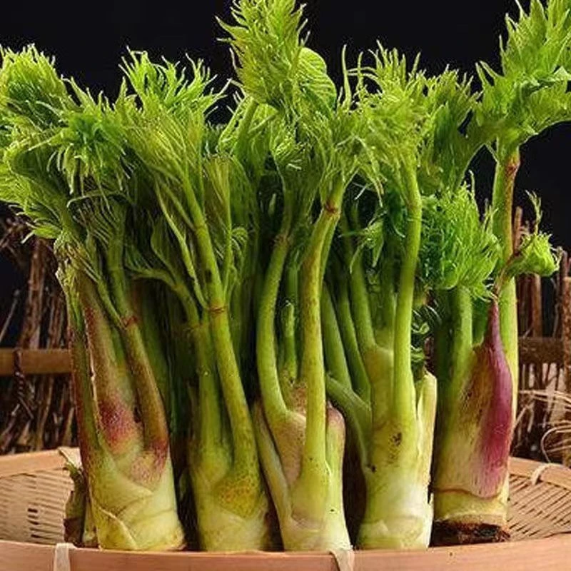 【刺龙芽种子】东北红刺老包种子刺老芽山野菜刺嫩芽种子蘸酱吃