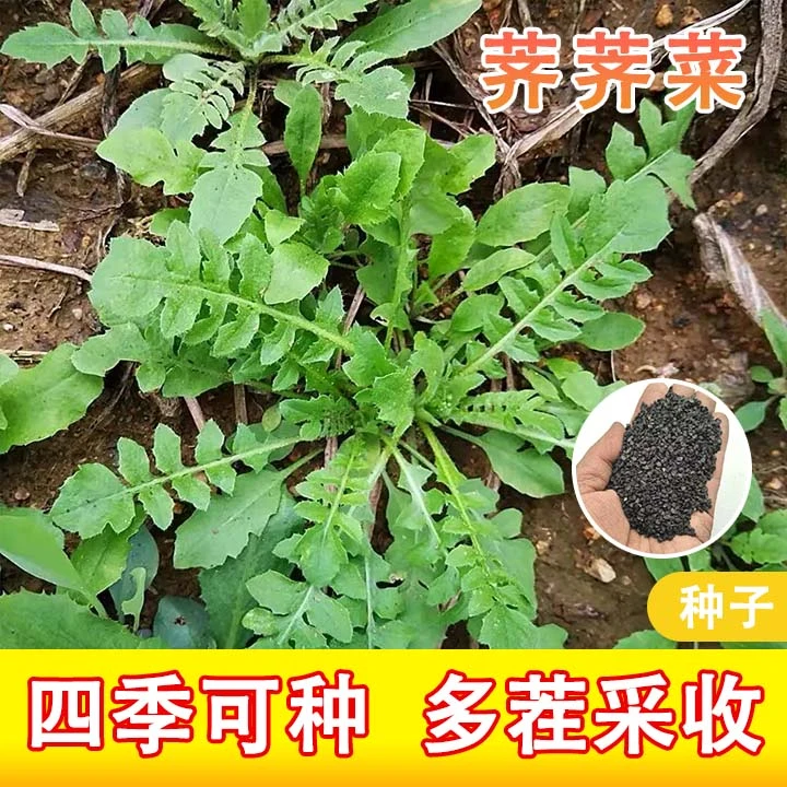 （拍2发3）【荠荠菜】种子四季种植优质新鲜蔬菜种籽抗热耐寒使用发芽