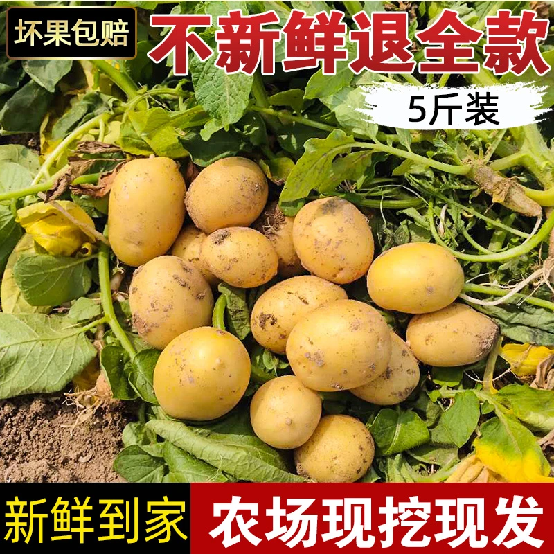 黄皮黄心新鲜小土豆24年洋芋现挖现发蔬菜5斤装迷你大马铃薯