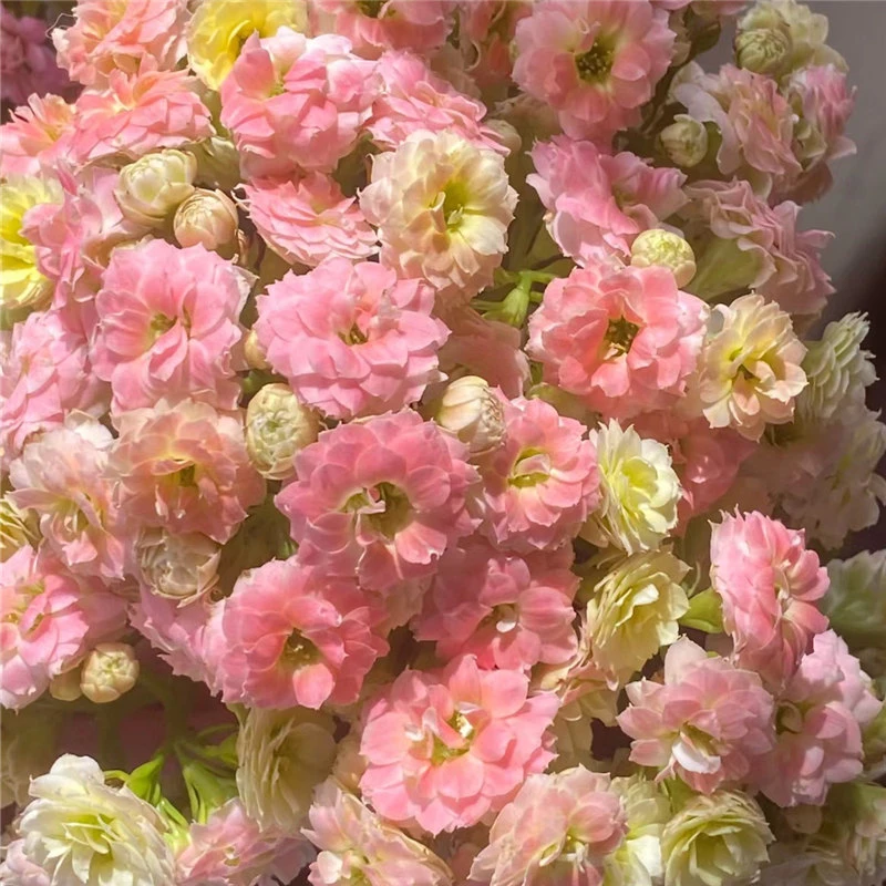 100#盆【棉花糖】带花苞原盆原土