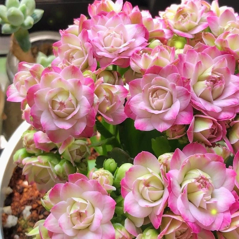 【迷你璎珞】80#盆小盆长寿花带花苞