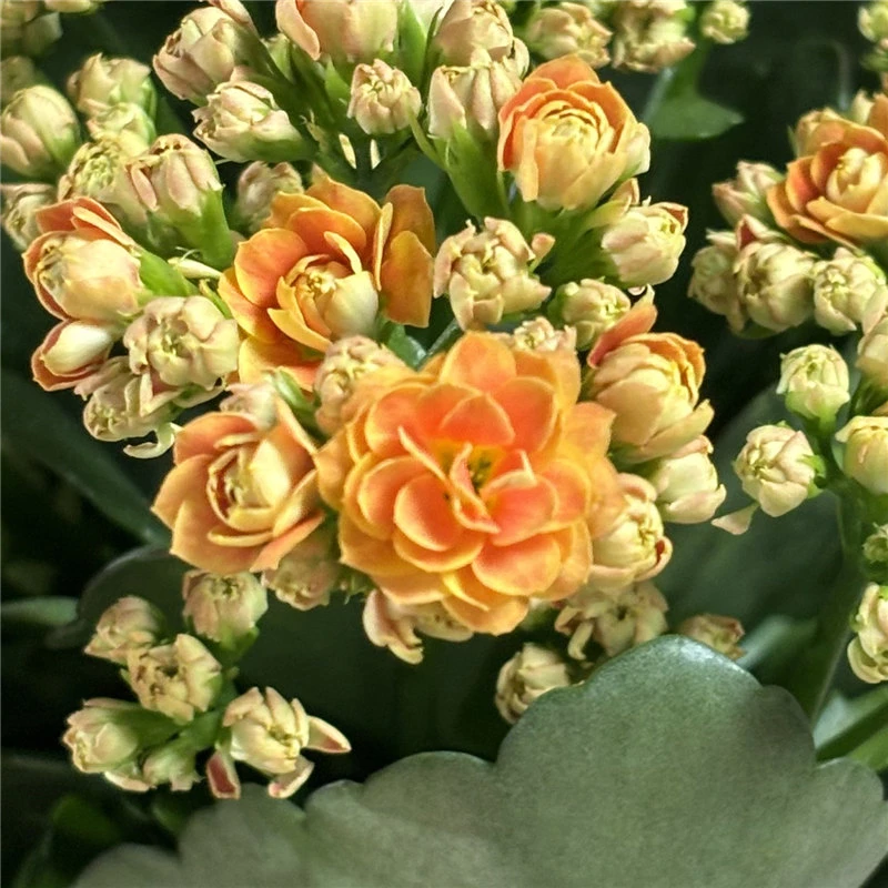 110#盆【夕阳】特价半开状态原盆原土