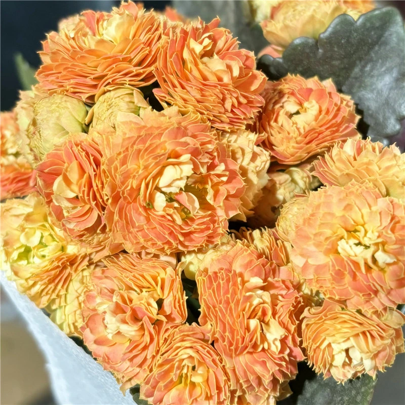 【迷你测试橙】80#盆小盆长寿带花苞