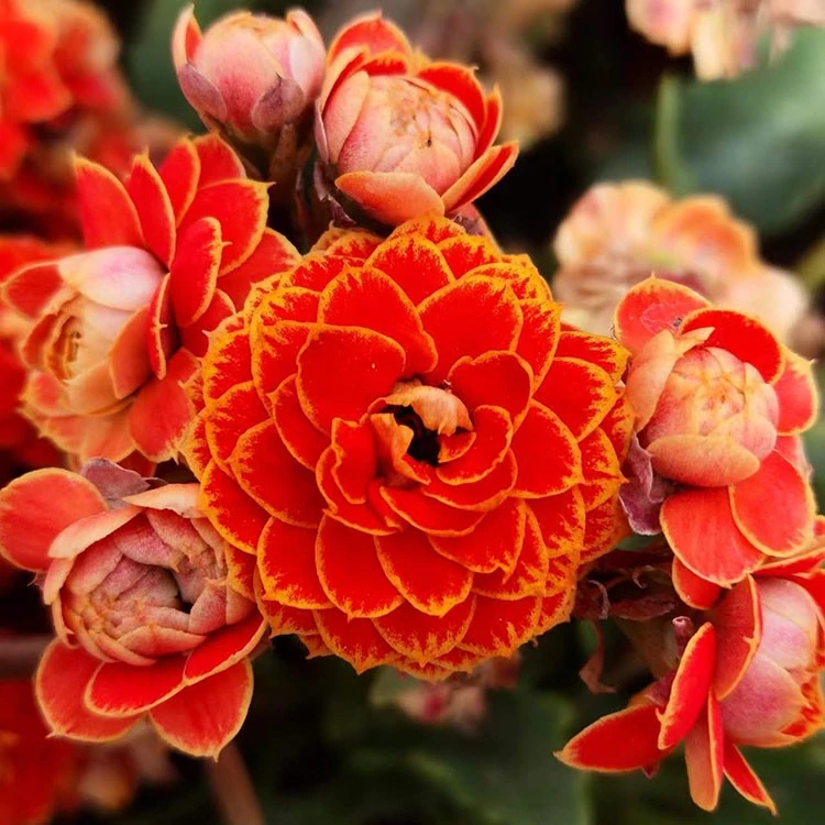 迷你长寿花带花苞金狐狸金丝带洛桑女神大花重瓣多品种80#盆小盆