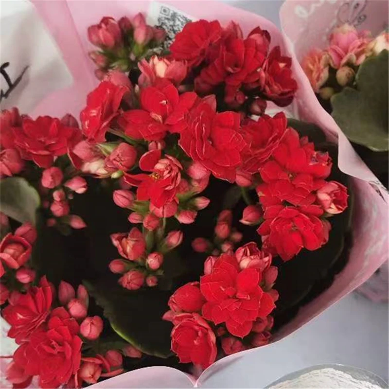 110#盆【幸运红】带花苞原盆原土