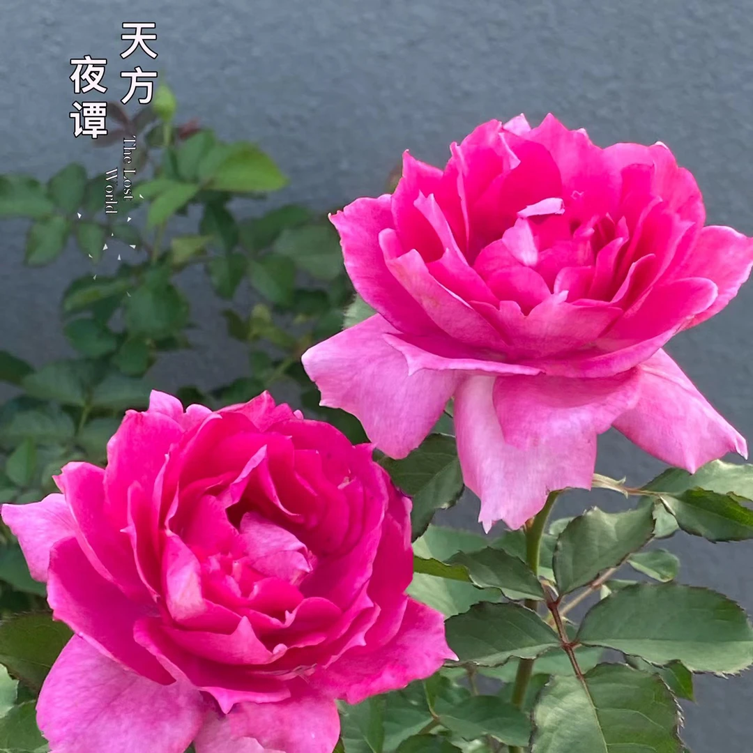 【天方夜谭】花期长耐晒多头易爆盆阳台庭院盆栽开花机器月季花盆栽
