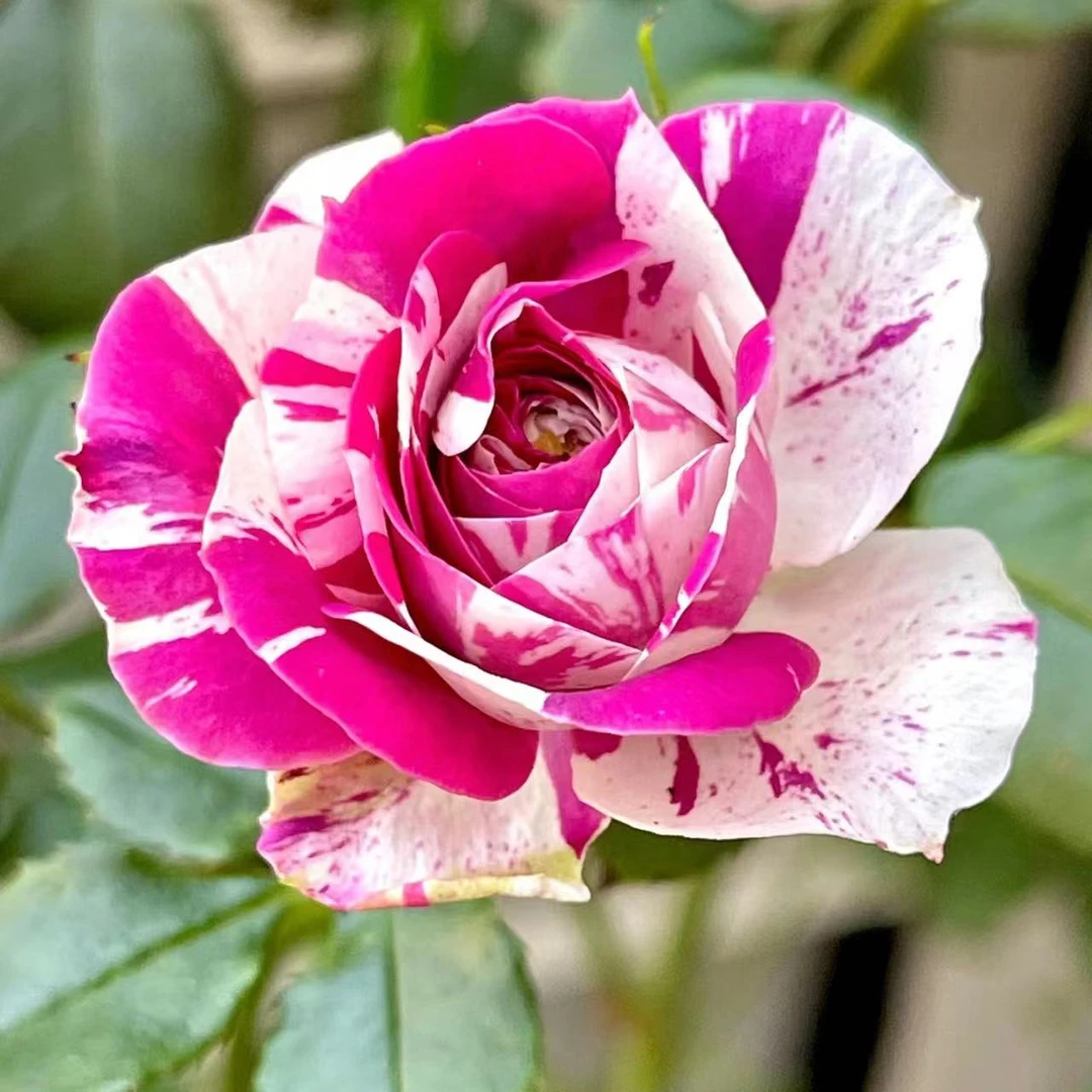 【紫色花边】大花型香味足四季开花欧月复色条纹花云南基地直发