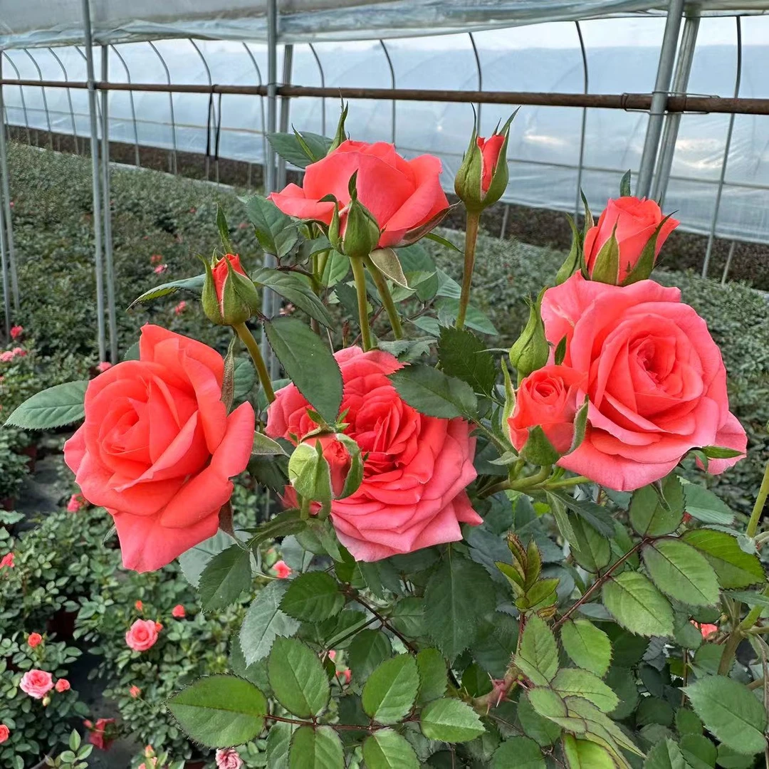 【唐老鸭】超级多头多季节重复开花月季花盆栽超级好看云南基地直发