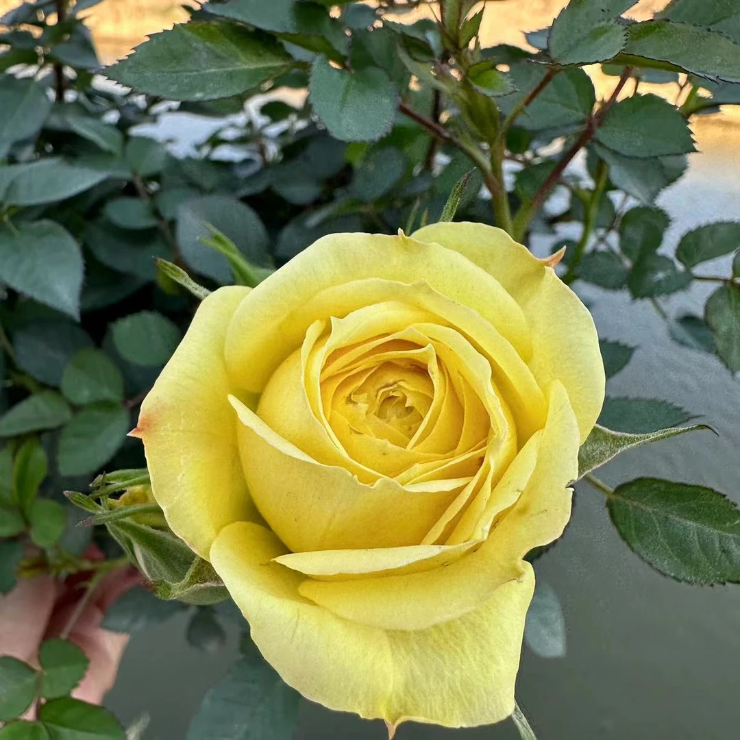 【玉米宝石】满头花苞多季节重复开花月季花盆栽适合新手养护云南