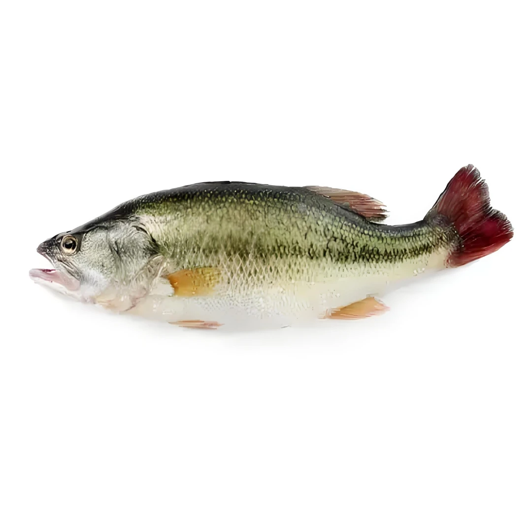 鲜活鲈鱼约500g/条