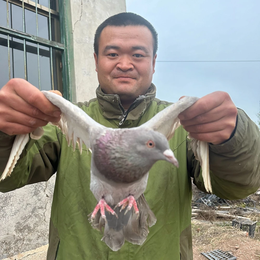 新鲜现杀原粮乳鸽带头带爪发货京东包邮