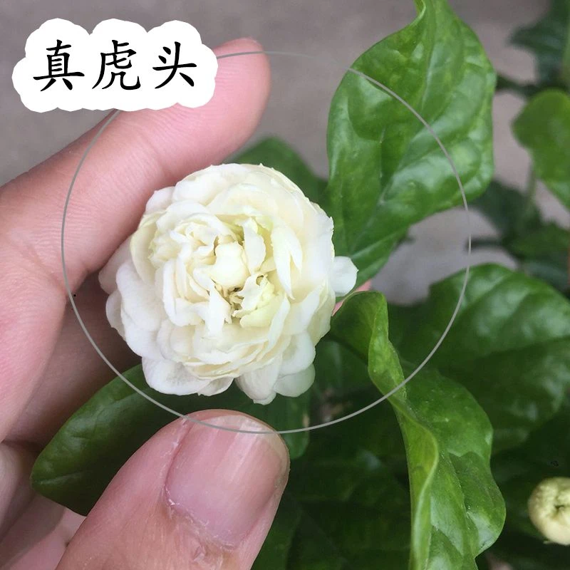 虎头茉莉花盆栽花卉观花植物  浓香大型重瓣茉莉 大花重瓣茉莉花