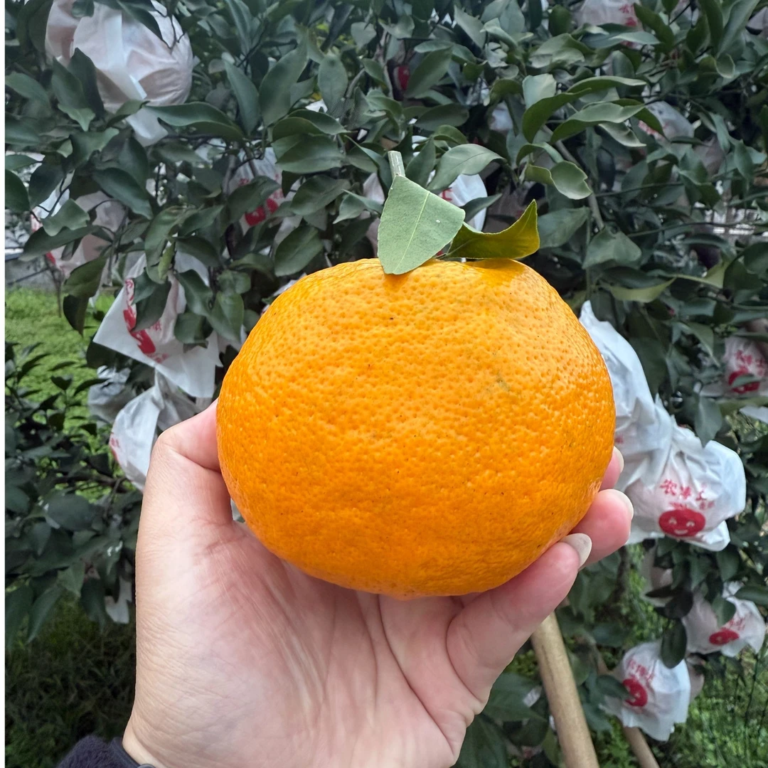 正宗春见品质耙耙柑大果（尝鲜）四川自然