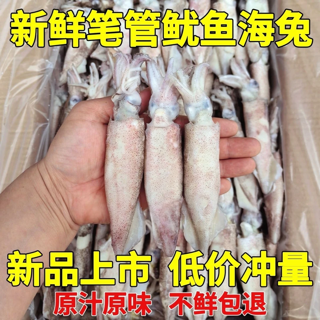 新鲜笔管鱿鱼籽乌海兔鱿鱼仔野生鲜活冷冻八爪鱼无冰火锅炒菜海鲜
