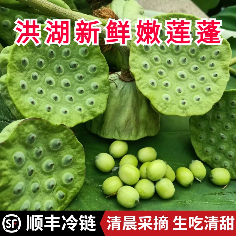 3斤洪湖新鲜莲蓬现摘顺丰冷链新鲜太空水果莲蓬莲蓬嫩莲蓬莲子