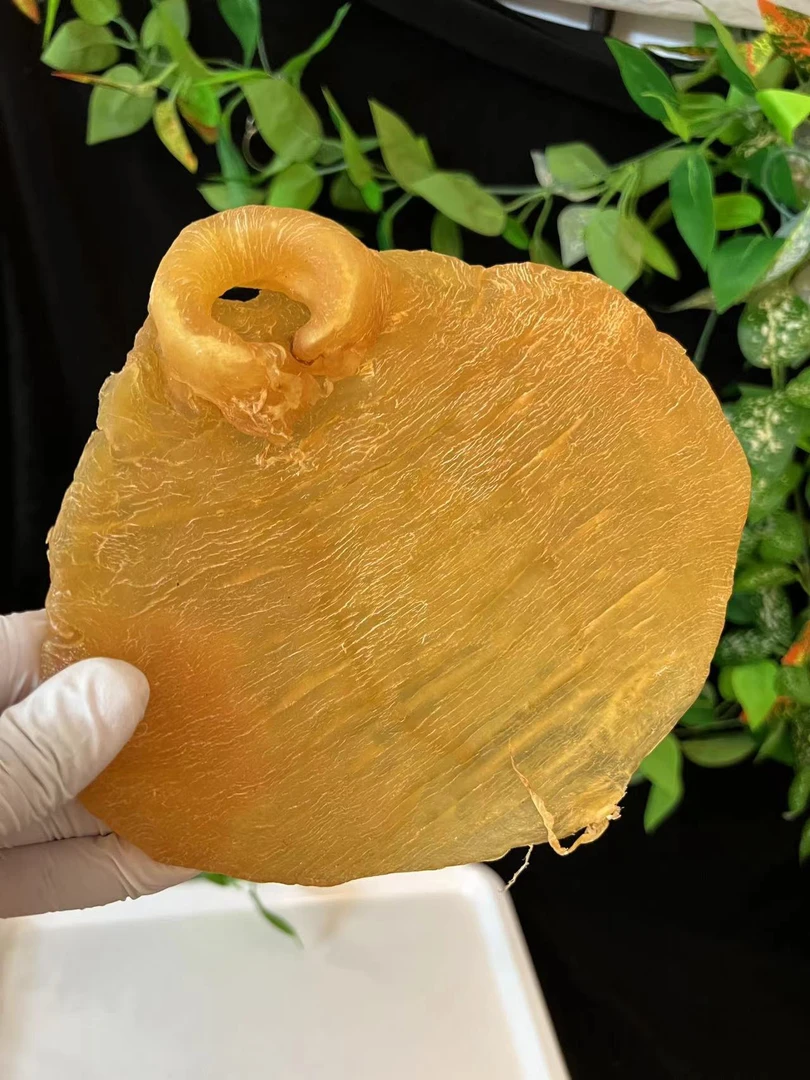 （雪润堂）正南赤嘴母老胶收藏级升值