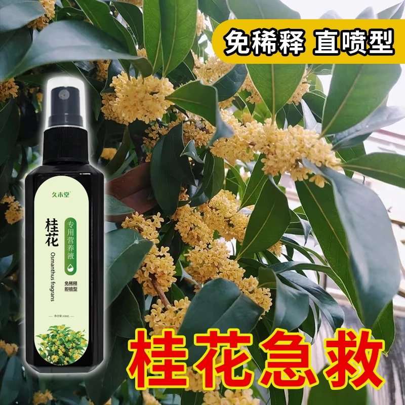 【急救】桂花树专用营养液肥料复活桂花叶子干尖焦叶叶斑病通用型