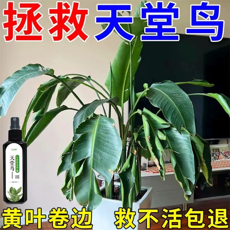 【久木堂】天堂鸟倒伏黄叶枯萎专用适用营养液防黄叶卷边烂根营养液