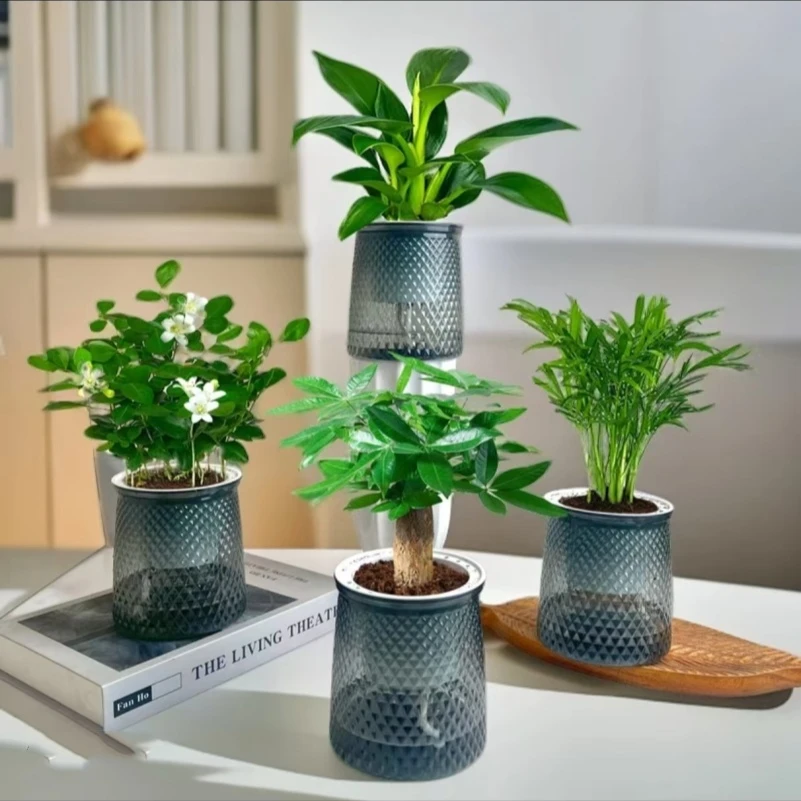 【买三送一】金钻发财树九里香花卉绿植物盆栽室内办公室净化空气植