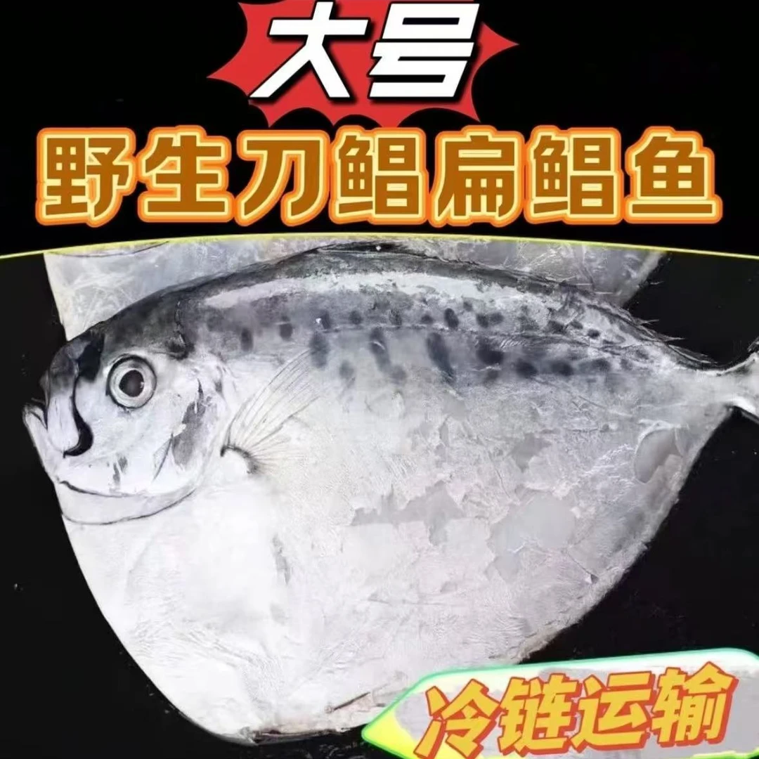 推荐【半斤一条】野生海鲳鱼银鲳鱼刀鲳鱼白鲳鱼新鲜捕捞 5斤 顺丰