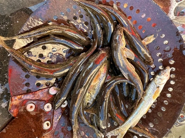 东北当地沙棍鱼（鲜活速冻）