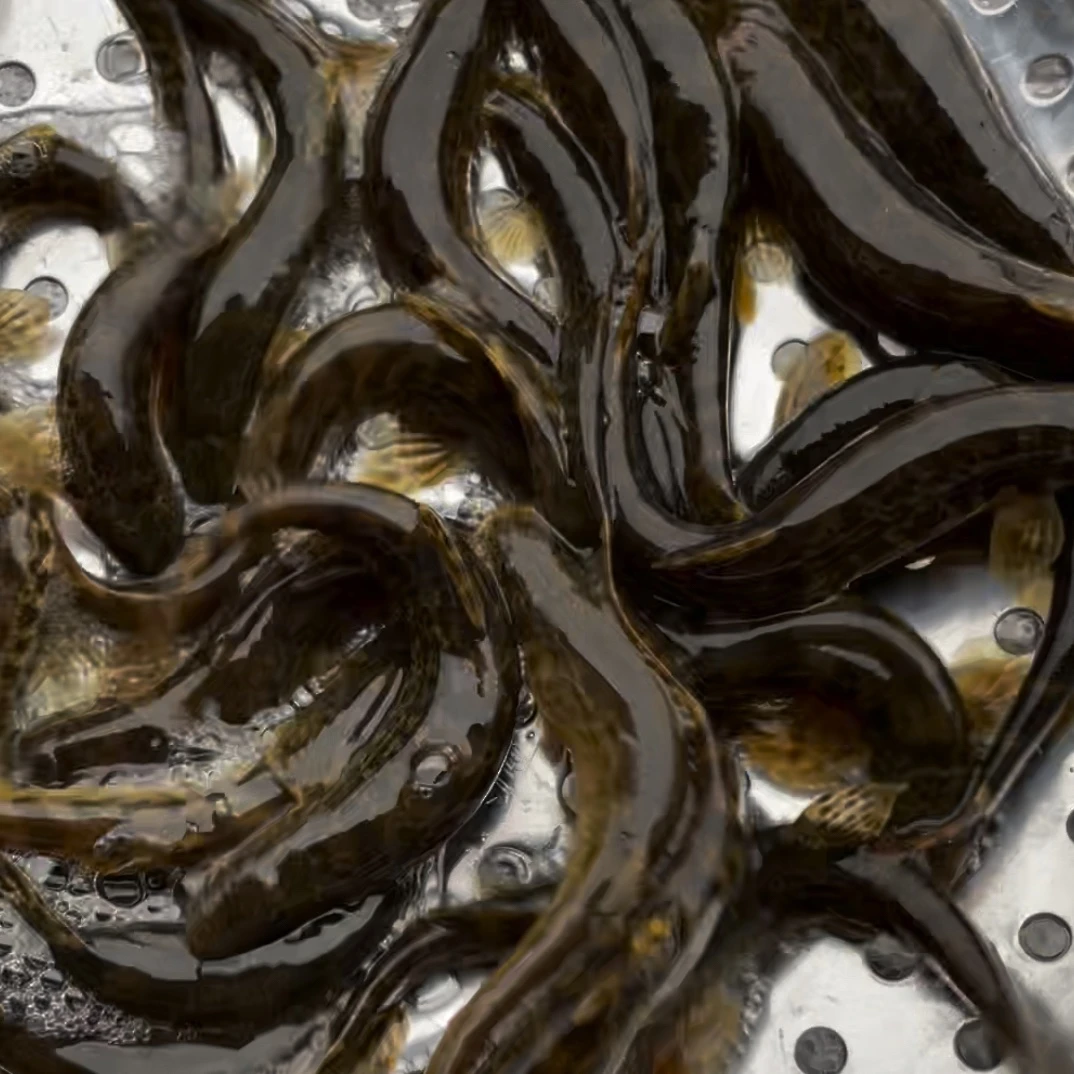 东北冷水花泥鳅，鲜活速冻2斤