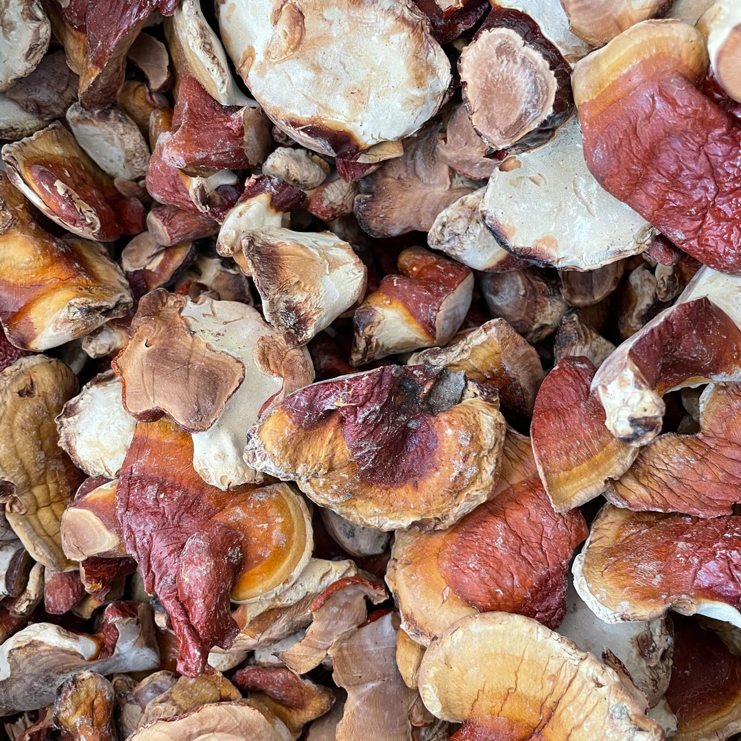 2025年新灵芝芽晒干100g