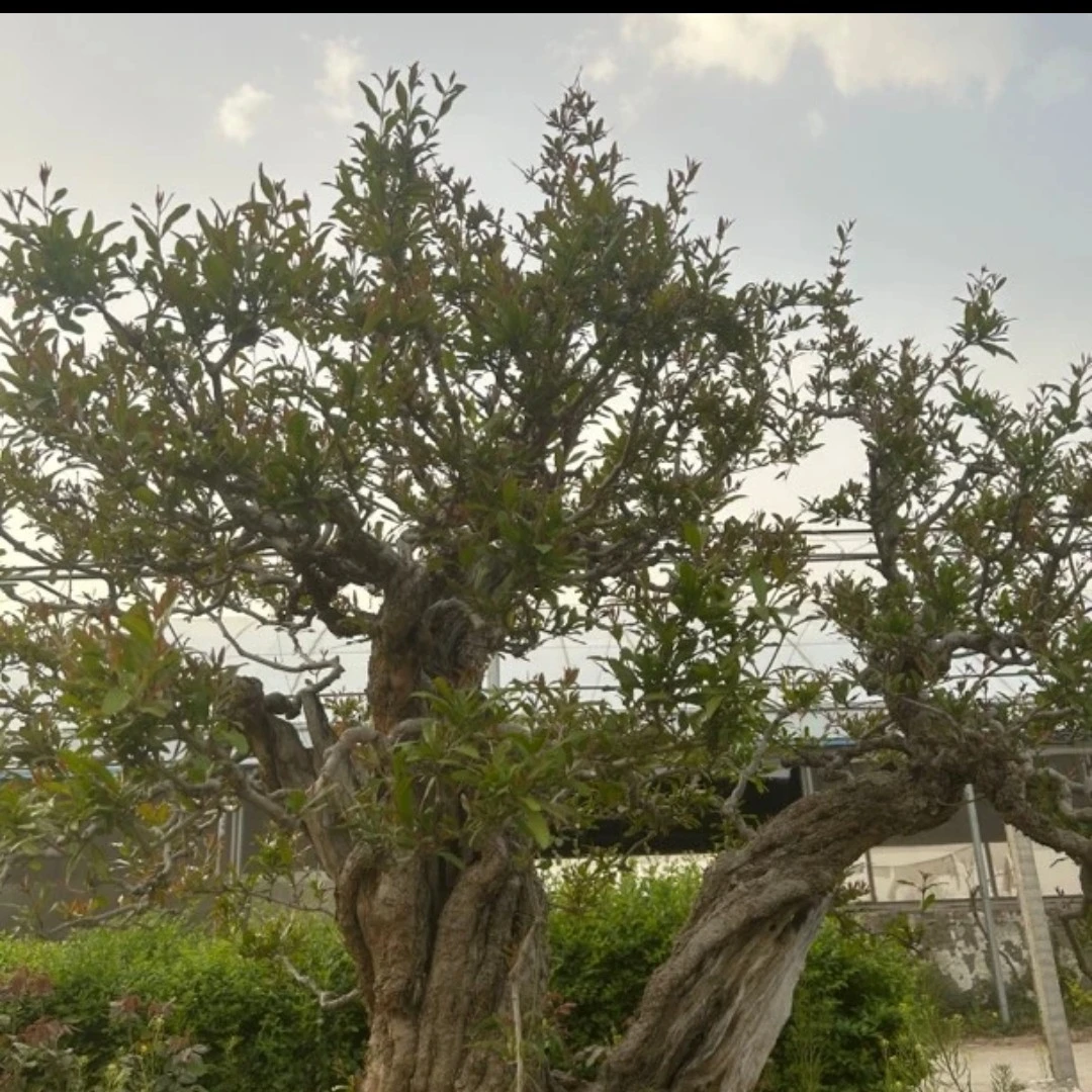造型盆景绿植园艺丛林老桩一物一拍